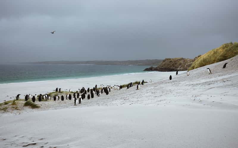 Gentoo Penguin Colony, Yorke Bay