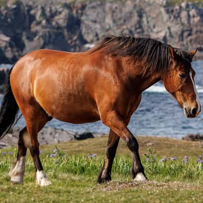 Horses in Dungeon Provincial Park, Canada