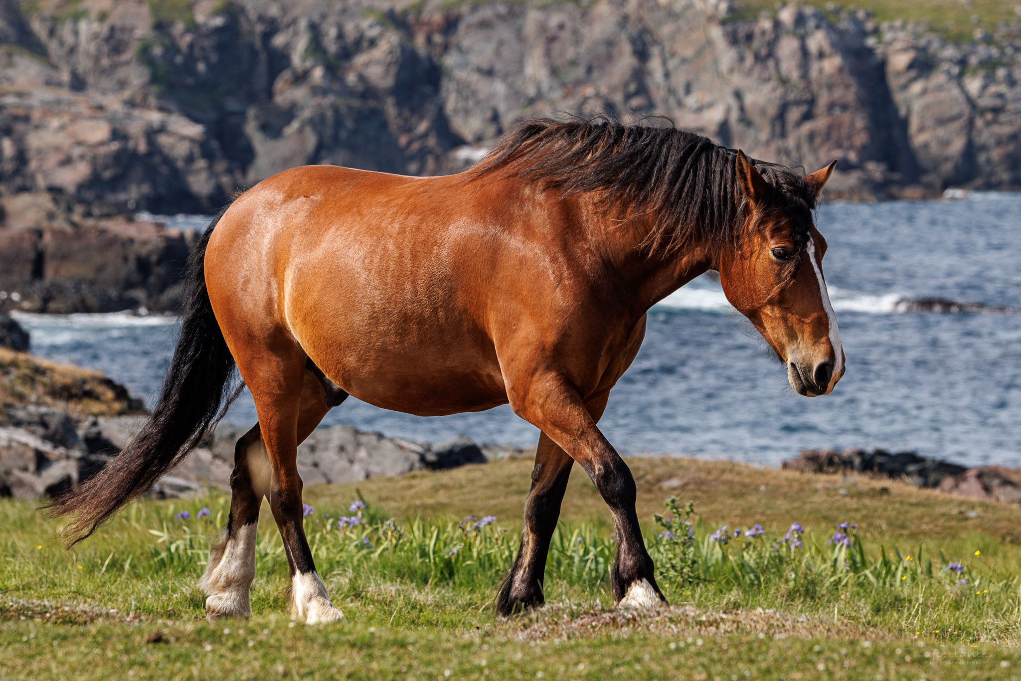 Horses in Dungeon Provincial Park, Canada