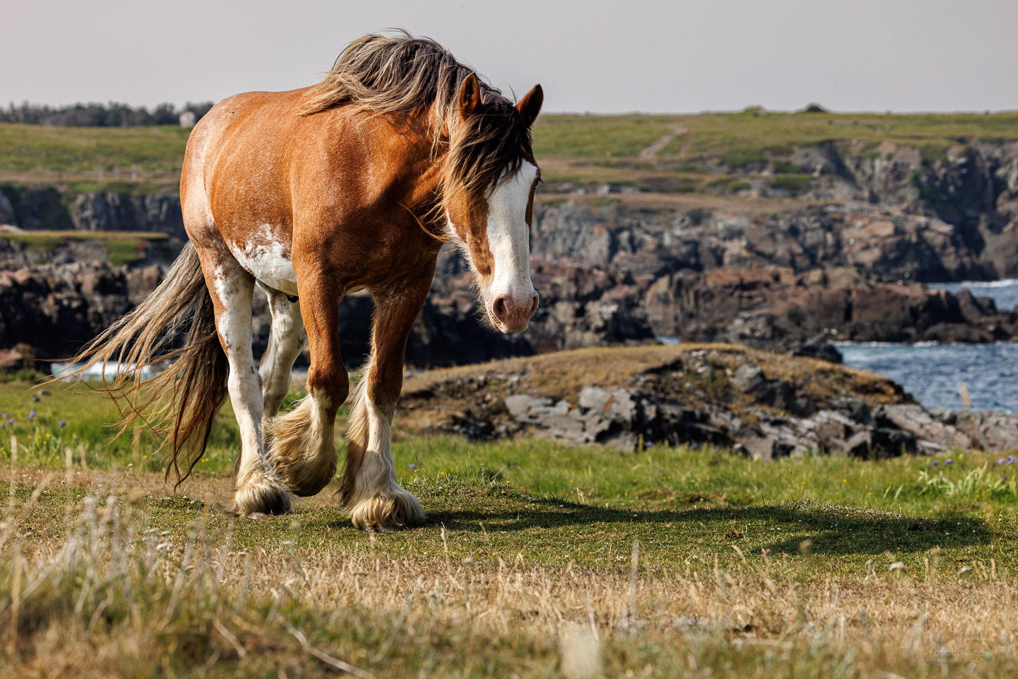 Horses in Dungeon Provincial Park, Canada