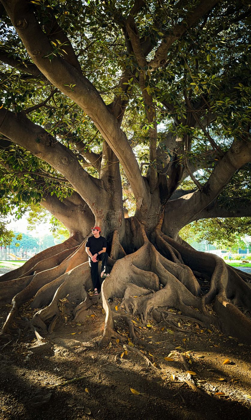 Huge magnolia trees, Buenos Aires, Argentina