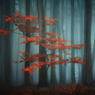 In the deep Forest, Czech Republic