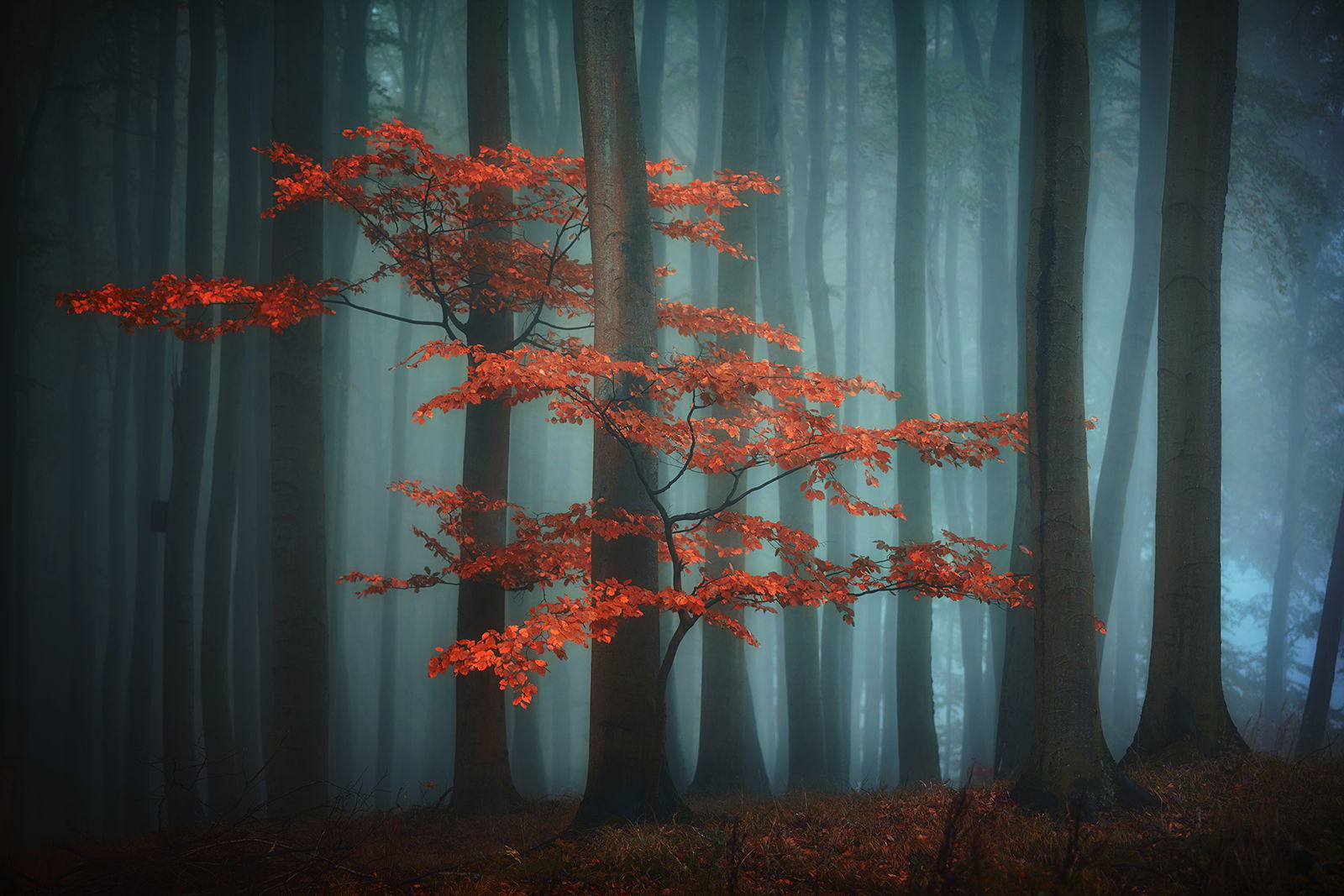 In the deep Forest, Czech Republic