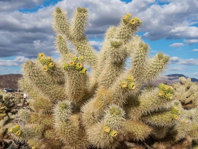 Joshua Tree NP