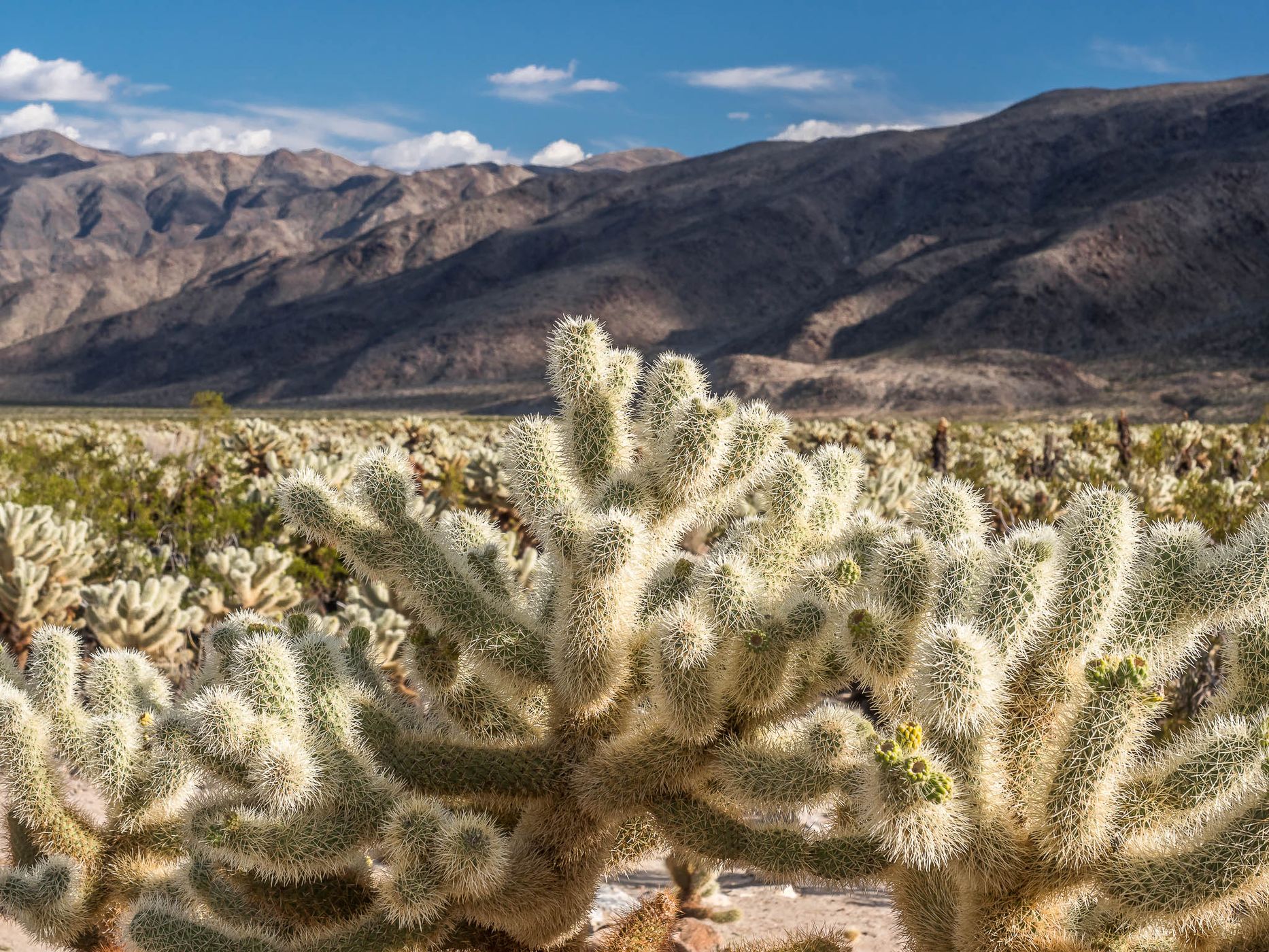 Joshua Tree NP, USA