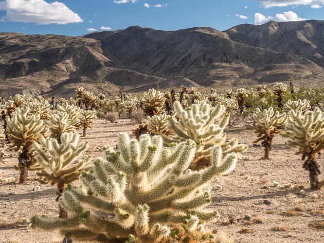 Joshua Tree NP