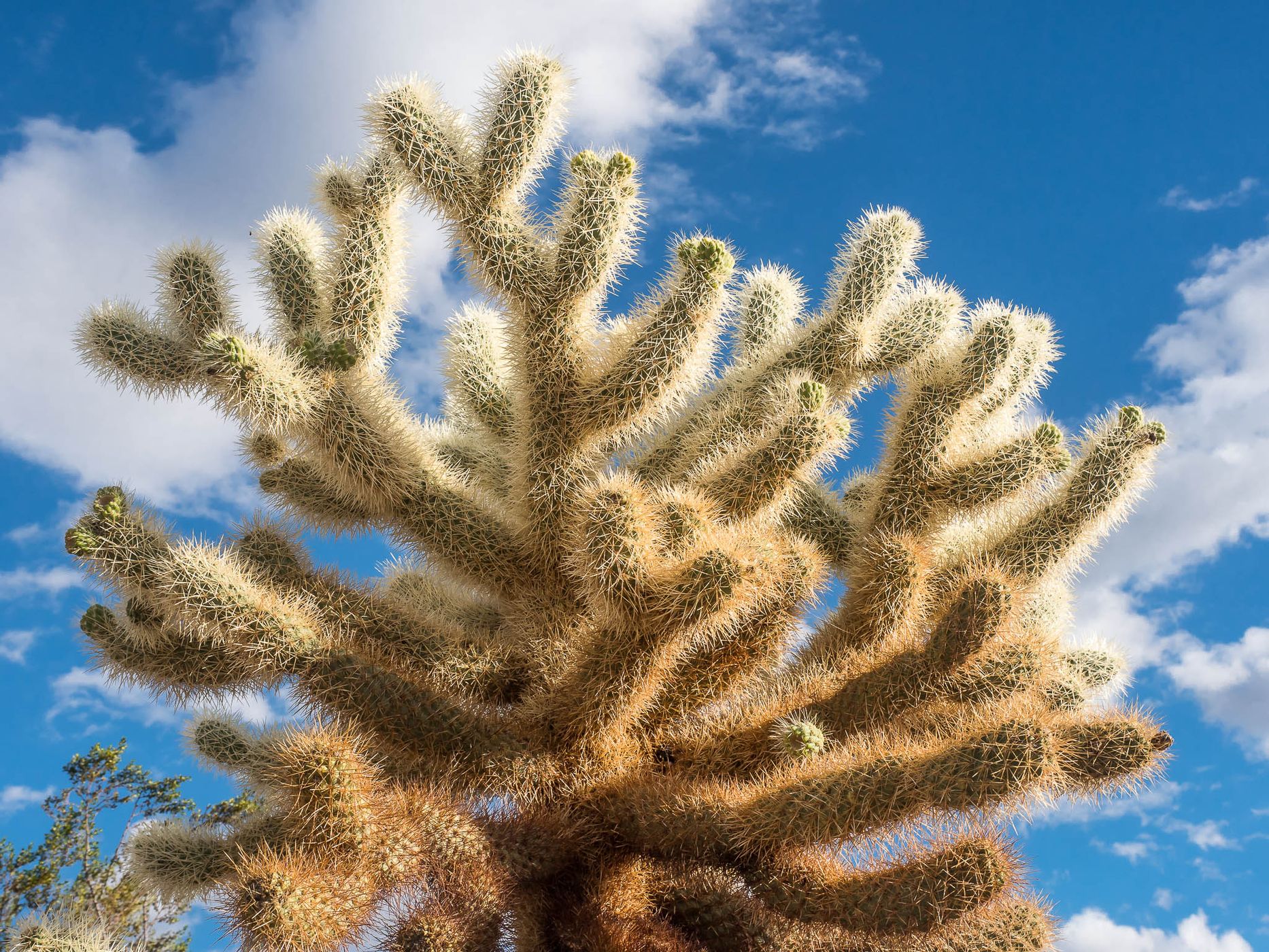 Joshua Tree NP, USA