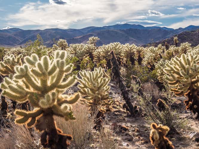 Joshua Tree NP