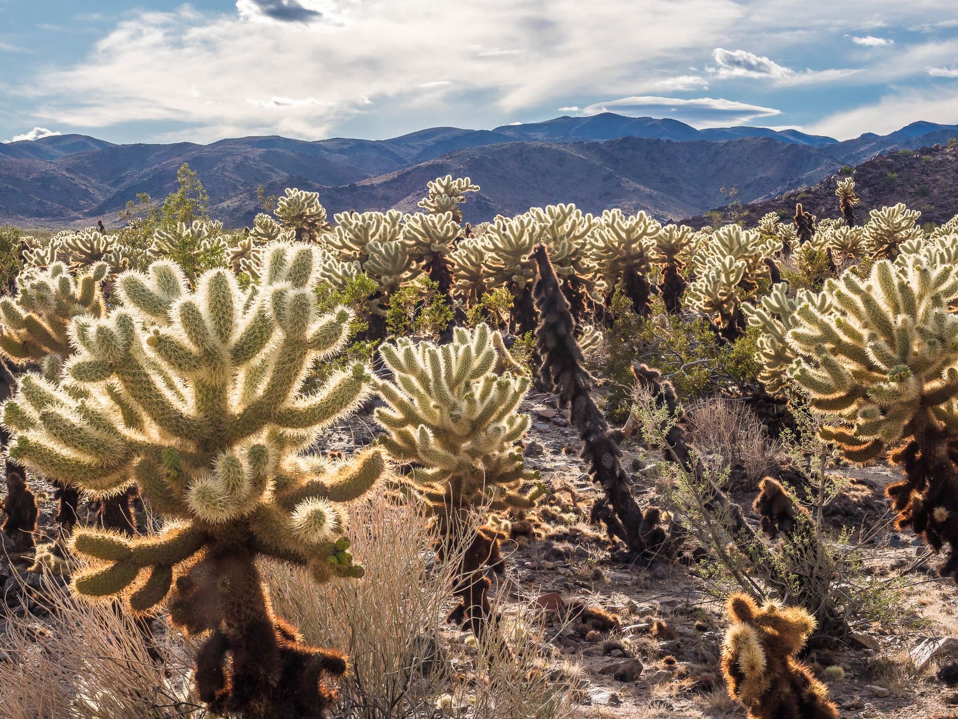 Joshua Tree NP, USA
