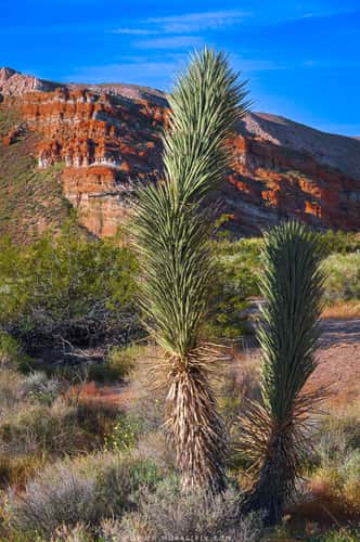Joshua Trees along Red Cliffs Nature Trail