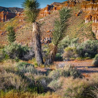 Joshua Trees along Red Cliffs Nature Trail, USA