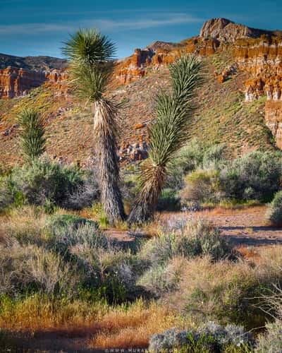 Joshua Trees along Red Cliffs Nature Trail