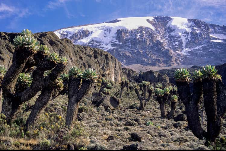 Kilimanjaro,from Barranco camp