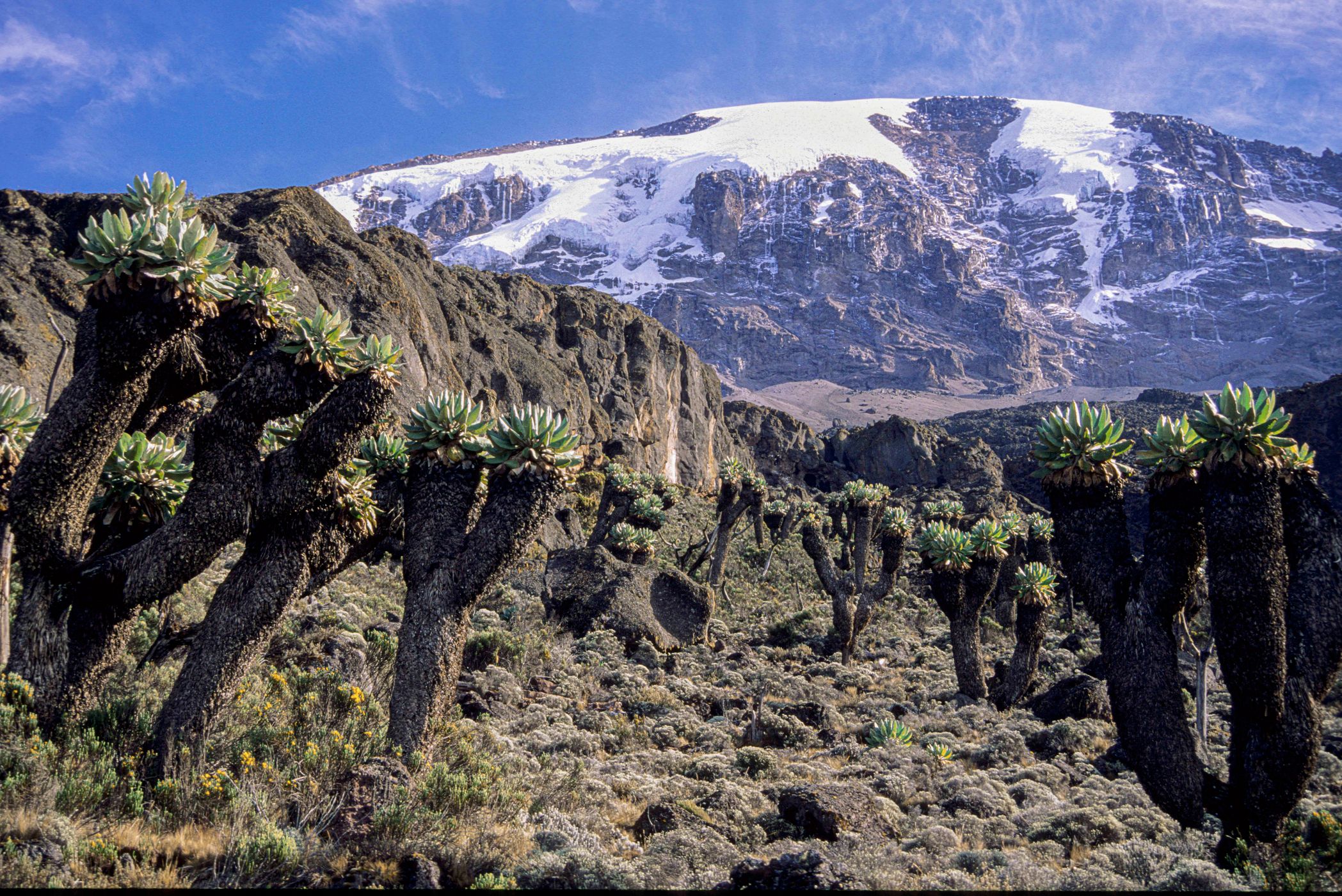 Kilimanjaro,from Barranco camp, Tanzania