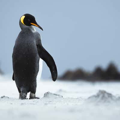 King penguins around Yorke Bay, Falkland Islands, Falkland Islands (Malvinas)