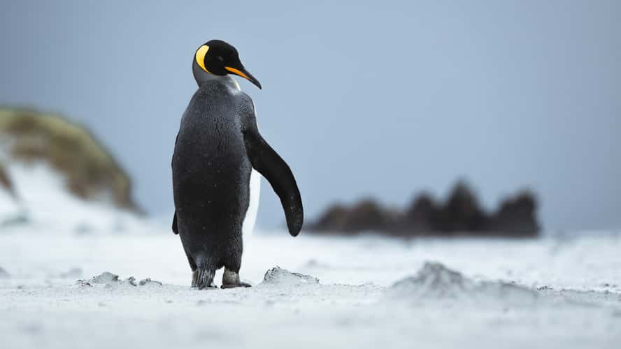 King penguins around Yorke Bay, Falkland Islands