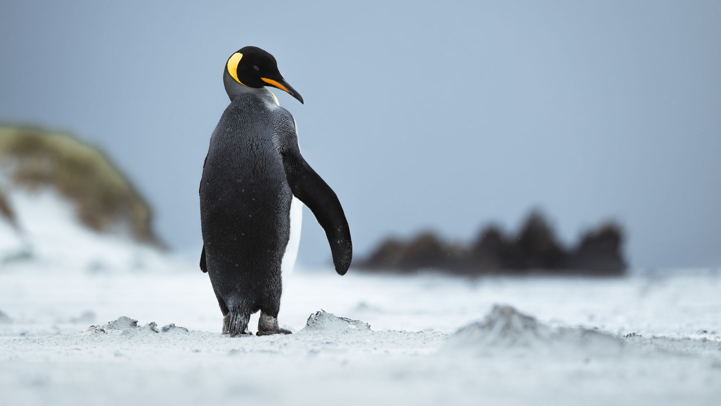 King penguins around Yorke Bay, Falkland Islands, Falkland Islands (Malvinas)