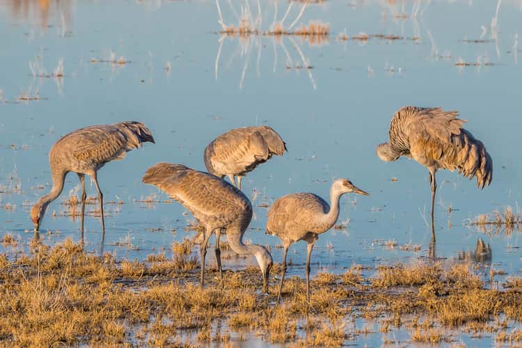 Lake Cochise Cranes