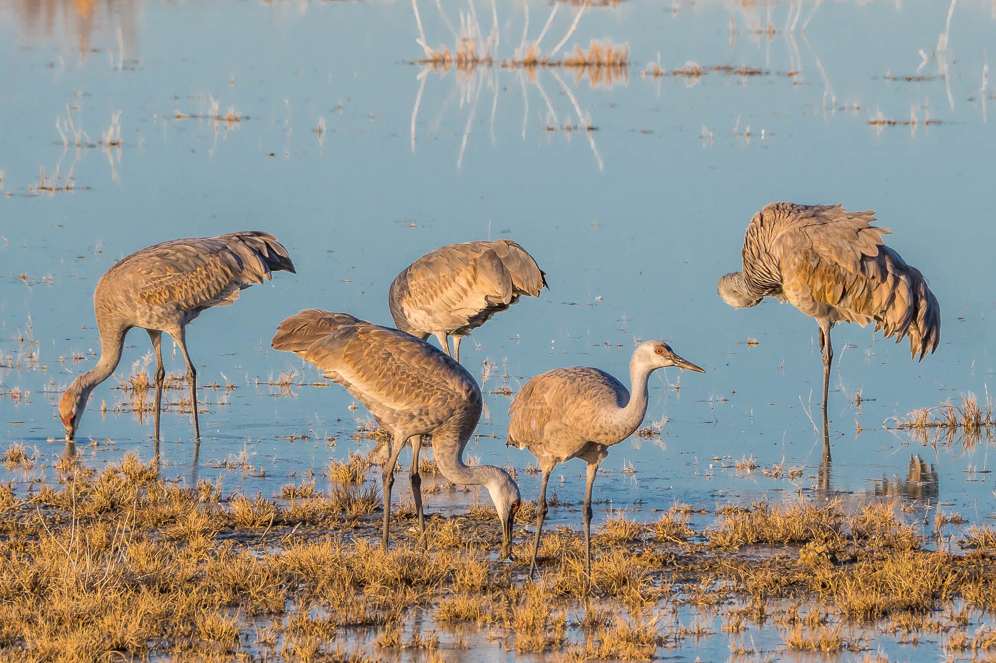 Lake Cochise Cranes, USA