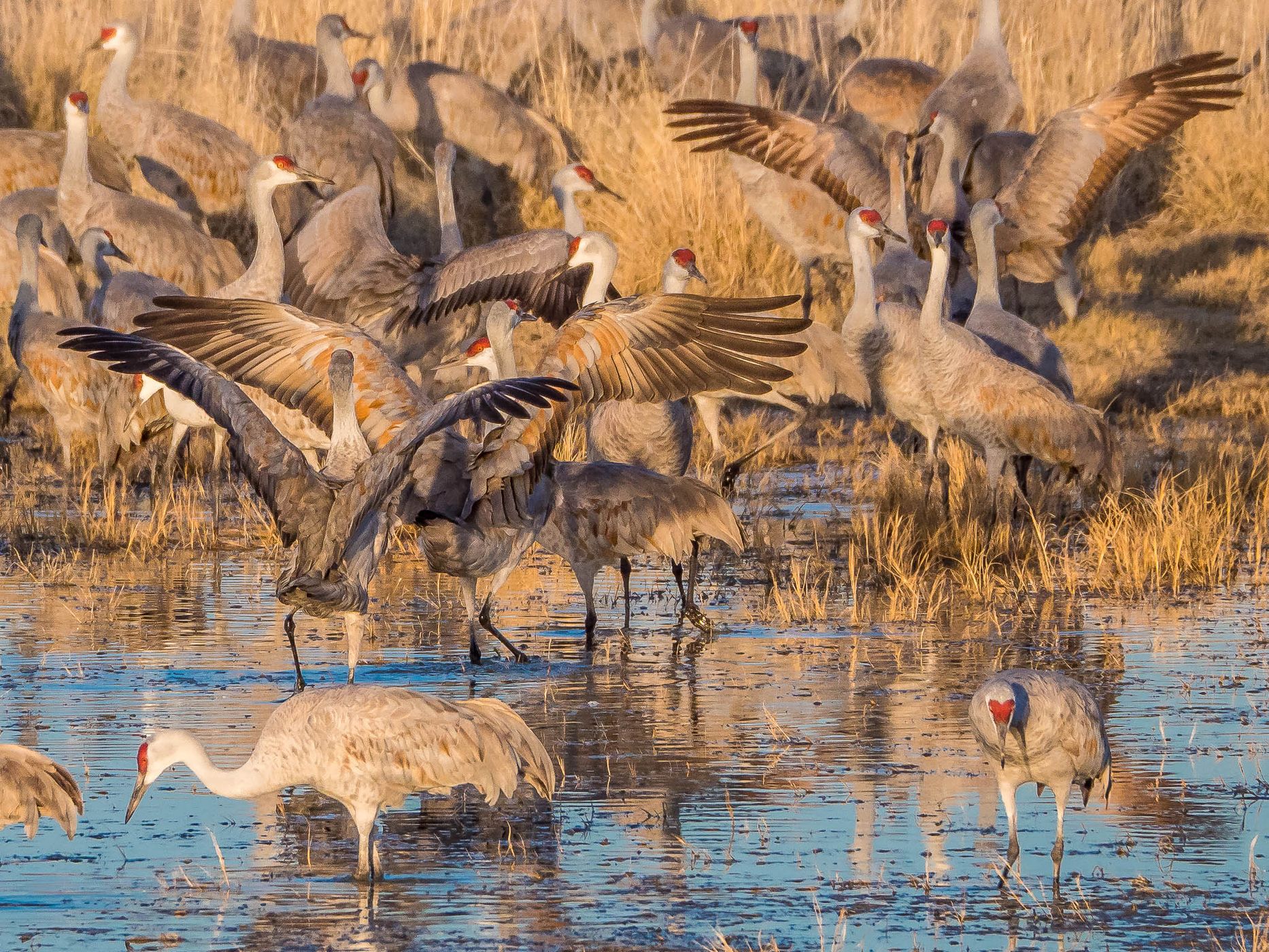 Lake Cochise Cranes, USA