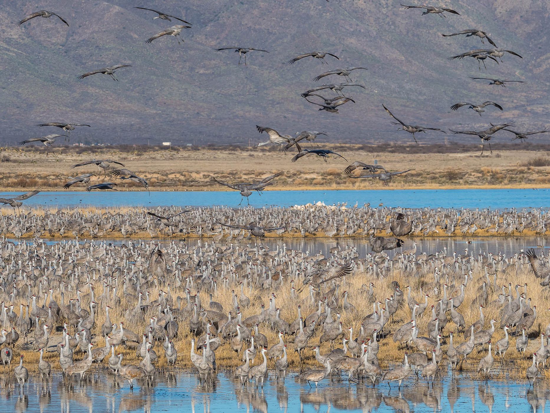 Lake Cochise Cranes, USA