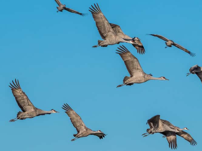 Lake Cochise Cranes