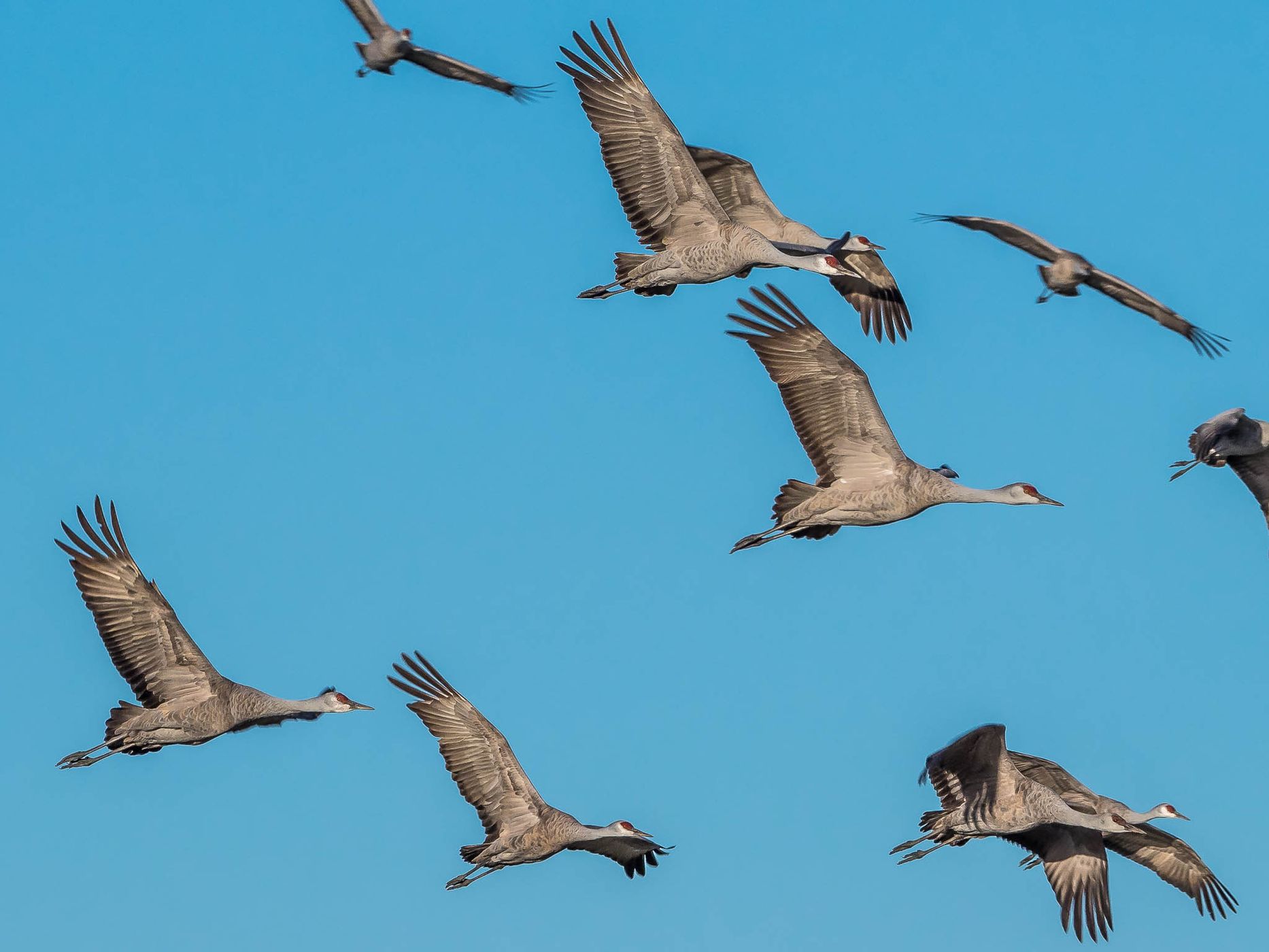 Lake Cochise Cranes, USA