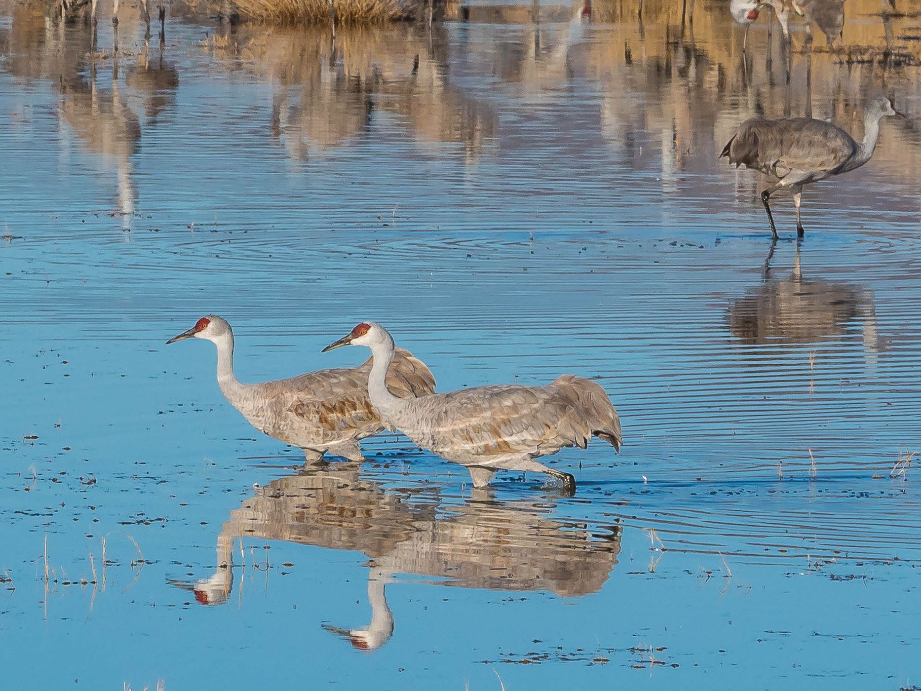 Lake Cochise Cranes, USA