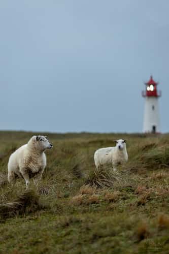 Lighthouse List-West on the island of Sylt