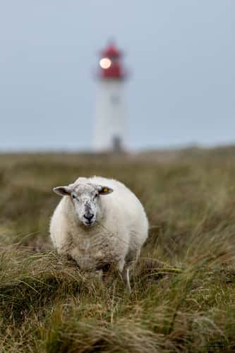 Lighthouse List-West on the island of Sylt