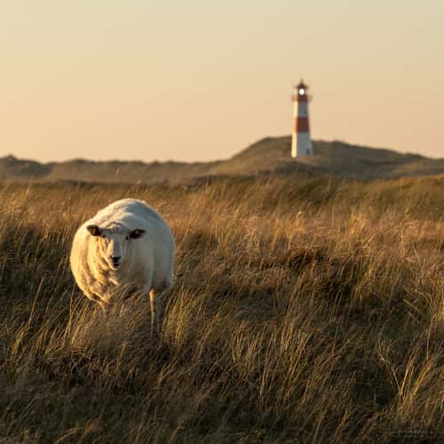 Lighthouse with sheep on Sylt