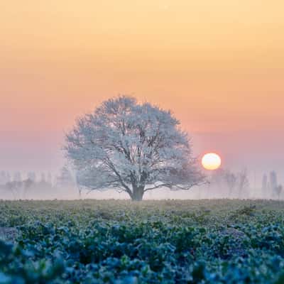 Lonely tree in a field, Slovakia (Slovak Republic)