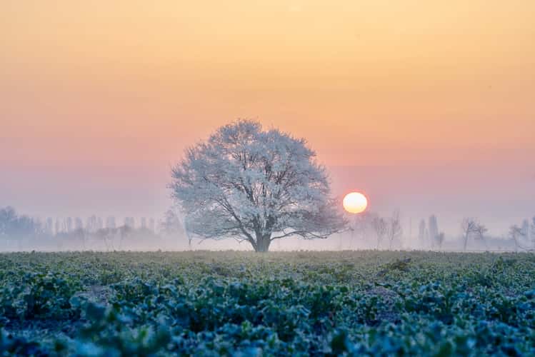 Lonely tree in a field