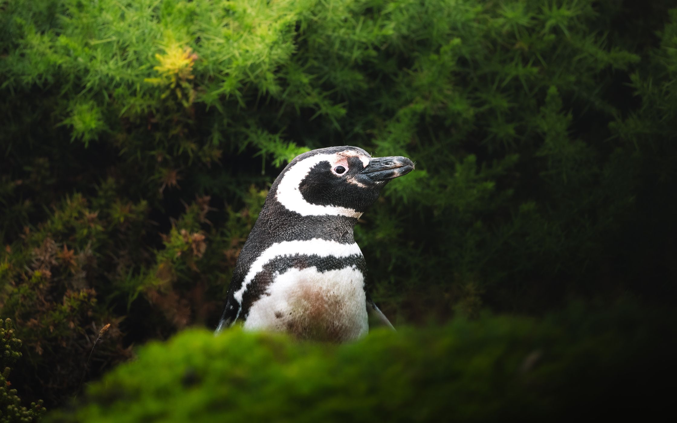 Magellanic Penguin Colony, Port Stanley, Falkland Islands (Malvinas)
