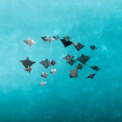 Mantas spot, New Caledonia