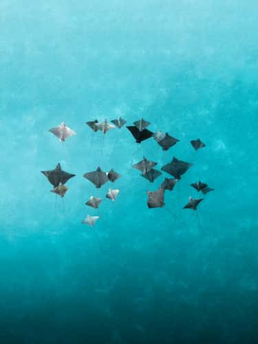 Mantas spot
