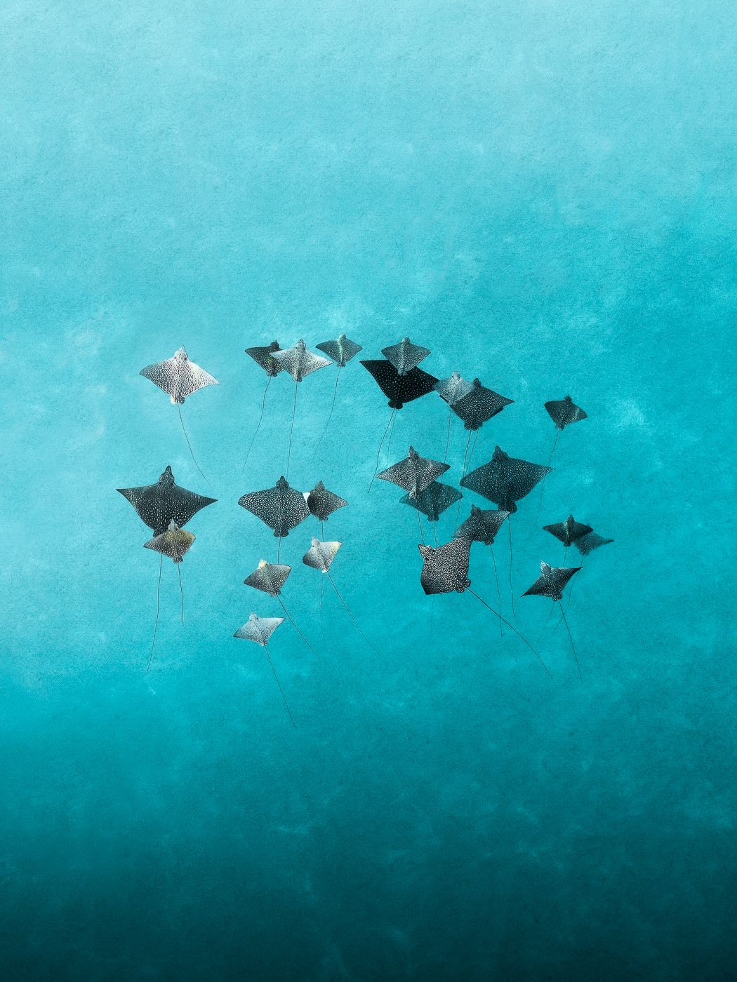 Mantas spot, New Caledonia