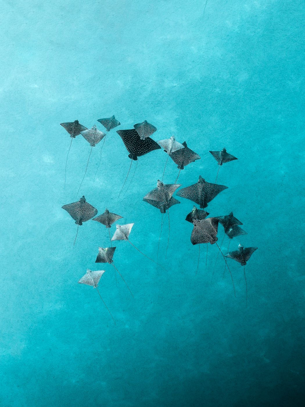 Mantas spot, New Caledonia