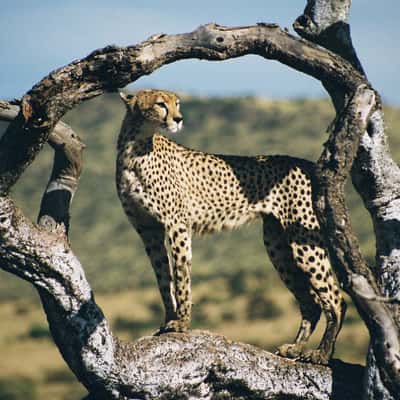 Masai Mara, Kenya