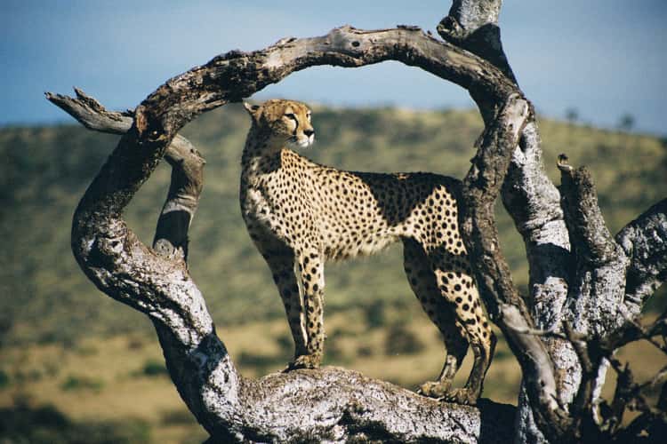 Masai Mara