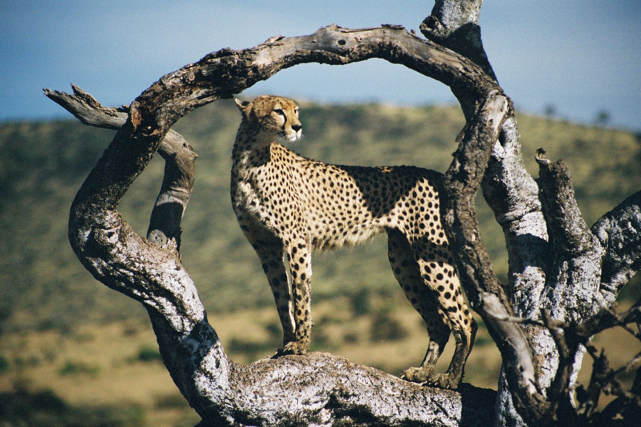 Masai Mara, Kenya
