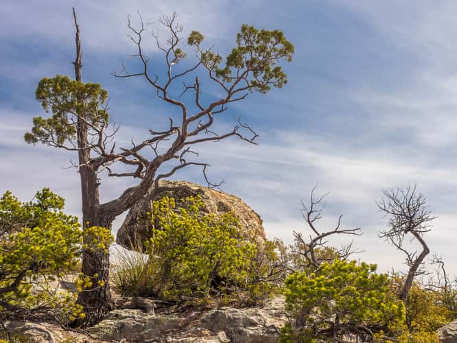 Massai Point Trail