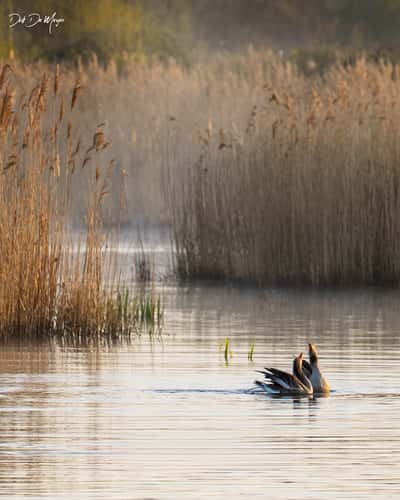 Misty sunrise in nature reserve Bourgoyen