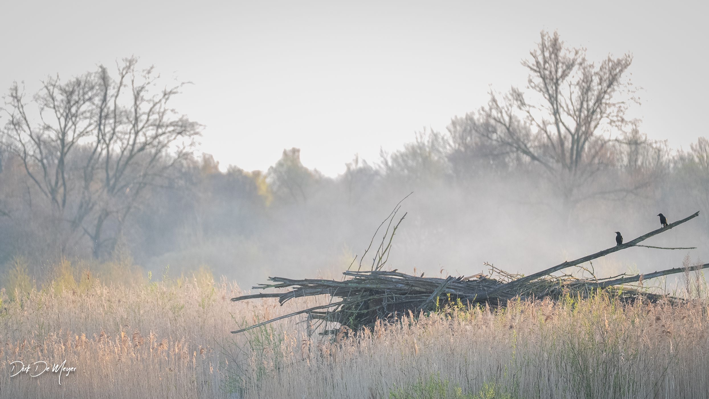 Misty sunrise in nature reserve Bourgoyen, Belgium