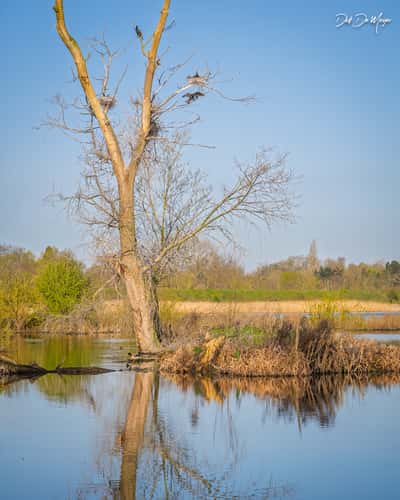 Misty sunrise in nature reserve Bourgoyen