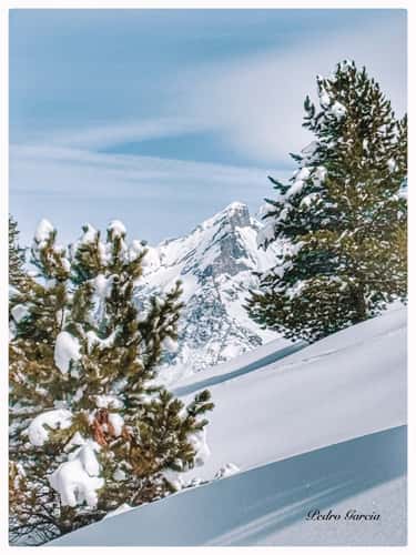 Neve