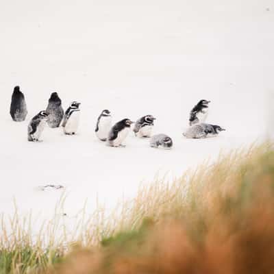 Penguins around Yorke Bay, Falkland Islands (Malvinas)