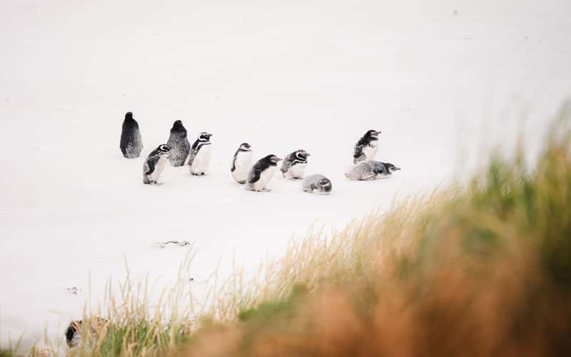 Penguins around Yorke Bay