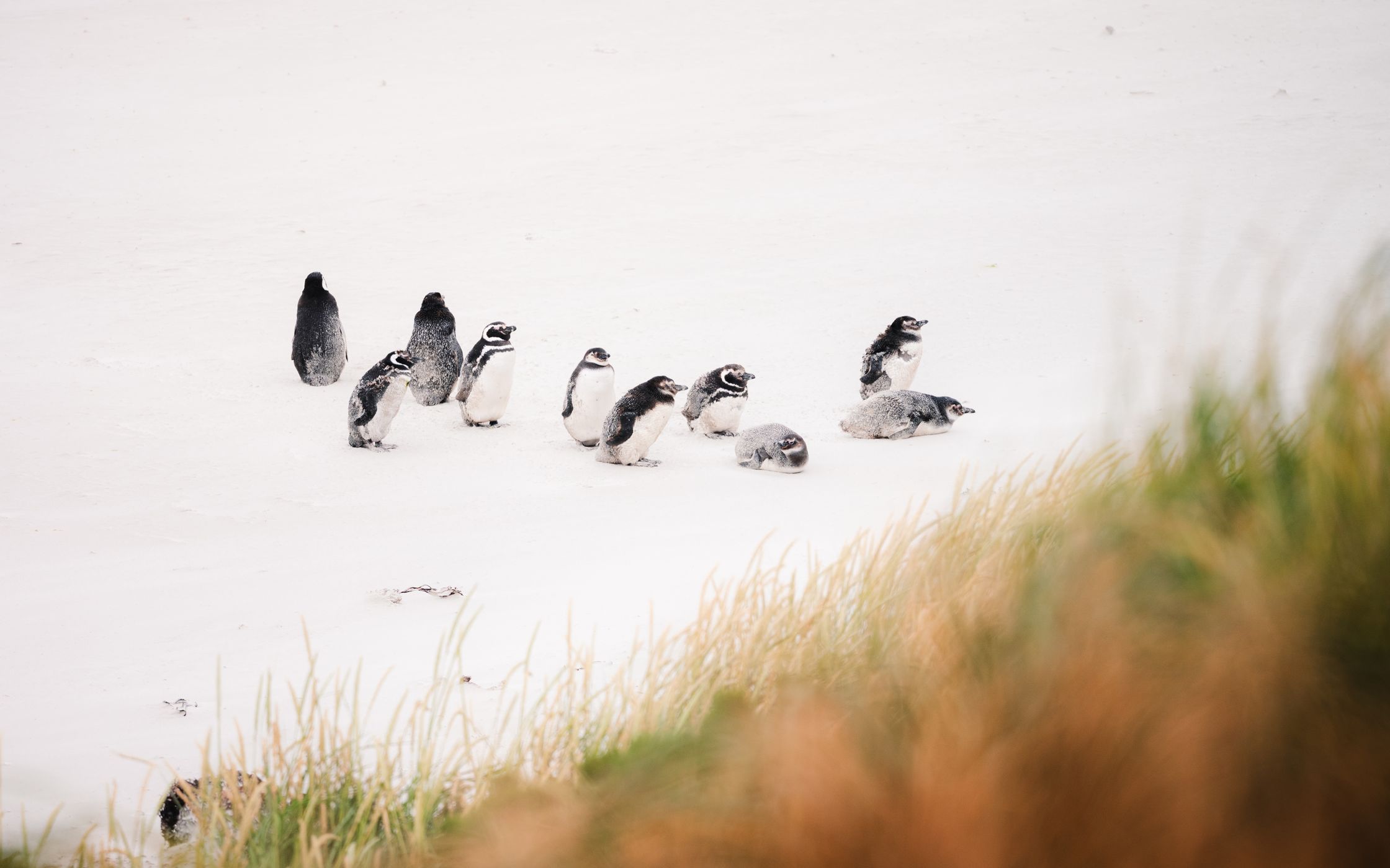 Penguins around Yorke Bay, Falkland Islands (Malvinas)