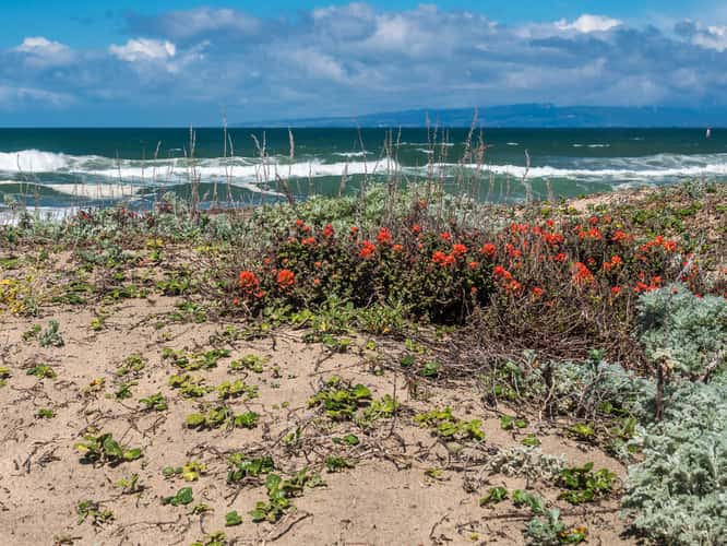 Salinas River State Beach